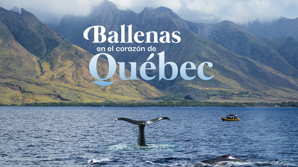 Ballenas en el Corazón de Quebec